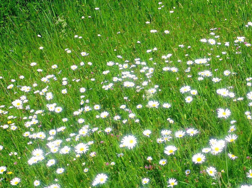 Ferienhaus Sommerlust Uckeritz Esterno foto